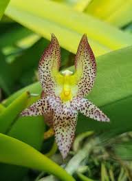 Image result for Bulbophyllum kivuense