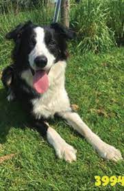 Border Collie Trust Gb Pets And Animals Directory Portal