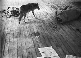 In the work of joseph beuys dubbed 'i like america and america likes me', the artist is on a mission to illustrate that it is. Joseph Beuys I Like America And America Likes Me Perfo Flickr