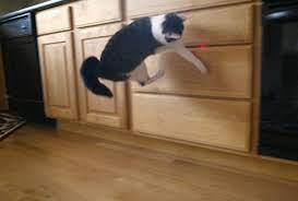 Cats love chasing because they are predators. Morris Are Laser Pointers Dangerous To Cats The Mercury News