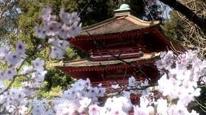 Zen Garden Cherry Blossoms Relaxation Meditation 50 Minutes Zen Garden Relaxation Meditation Flowering Cherry Tree