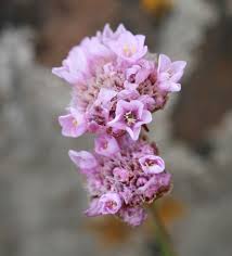 Image result for Plumbaginaceae