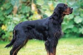 Image result for skotský setr gordonsetr