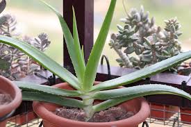 Image result for Aloe ballii
