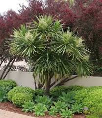 Image Result For Yucca Garden Poolside Mediterranean Landscaping Low Maintenance Garden Plants Landscaping Plants