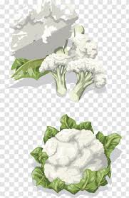 Download 52,000+ royalty free vegetables drawing vector images. Cauliflower Vegetable Drawing Clip Art Vector Creative Design Diagram Vegetables Transparent Png
