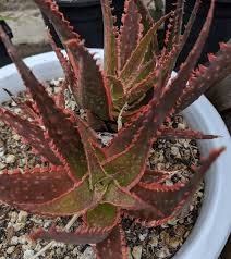 Image result for Aloe carnea