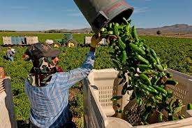 Check out our current live radar and weather forecasts for red river, new mexico to help plan your day Hard Times For A Hot Commodity The Prized New Mexico Chile The New York Times
