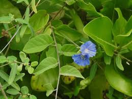 Image result for Jacquemontia paniculata