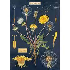Dandelion Chart Wrap The Paper Place Botanical Art Botanical Prints Vintage Botanical Prints