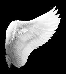 Wing High Resolution Reference Image Wings Art Wings Tattoo Wings Drawing