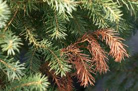 10,000+ vectors, stock photos & psd files. How To Take Care Of Wintergreen Trees During Winter