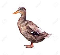 Let's start by drawing the head for which we draw a circle. The Duck Anas Platyrhynchos Domesticus Realistic Drawing Illustration Stock Photo Picture And Royalty Free Image Image 163388705