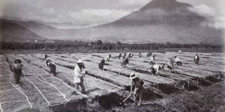 historia del cafe de guatemala
