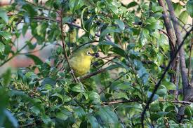 Image result for Rhamnus prinoides