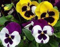 Edible Pansy Pansies Flowers Dream Garden Flowers Pansies
