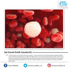 Fungsi sel darah putih (leukosit) sel darah putih (leukosit) berfungsi penting dalam menjaga kesehatan dan kebugaran tubuh, fungsi dari leukosit sendiri merupakan membantu tubuh melawan berbagai jenis penyakit infeksi yang di sebabkan oleh kuman atau bagian dari sistem kekebalan tubuh. Berikut 4 Komponen Dan Fungsi Darah Bagi Tubuh Manusia