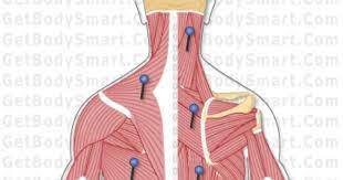 The site was created by scott sheffield, a university teacher with many years of experience in the field. Get Body Smart Muscular System Medical Careers Anatomy And Physiology