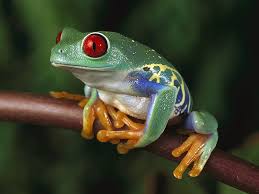 Follow the vibe and change your wallpaper every day! Frog Frog Pictures Red Eyed Tree Frog Frog