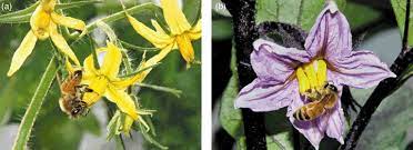 We did not find results for: Honeybees Pollinating Tomato Left And Eggplant Right Flowers Download Scientific Diagram