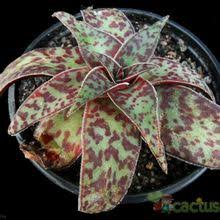 Image result for Crassula alba