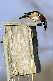 They migrate south in the 1980s, the late don helmeke, a minnesota outdoorsman and conservationist, worked long and thoughtfully on wood duck nest box plans. Diy Wood Duck Houses Plans Pdf Download Woodworking Projects Gallery Expensive29ixz