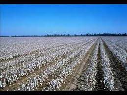 Credence Clearwater Revival Cottonfields Youtube