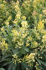 Image result for Cestrum