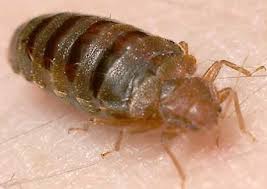 Check spelling or type a new query. Bed Bugs Inspecting For The New House Herpes Internachi