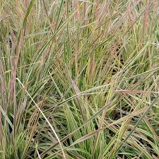 Image result for Deschampsia cespitosa