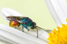 Check spelling or type a new query. The Jewel Wasp Turns Cockroaches Into Zombies Terminix