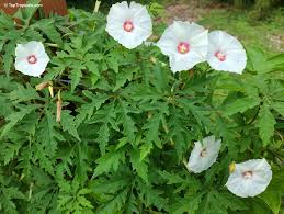 Image result for Dicoma arenaria