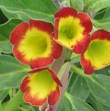 Image result for Pterodiscus aurantiacus