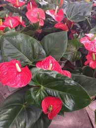 Pin On Greenery
