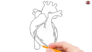 Check spelling or type a new query. How To Draw Human Heart Step By Step Easy For Beginners Simple Heart Drawing Tutorial