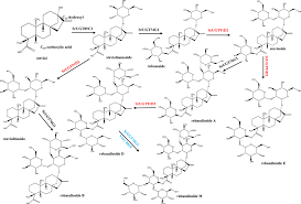 Identification of the Key Residues of the Uridine Diphosphate  Glycosyltransferase 91D2 and its Effect on the Accumulation of Steviol  Glycosides in Stevia rebaudiana | Journal of Agricultural and Food Chemistry