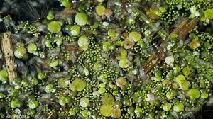 Image result for Wolffia arrhiza