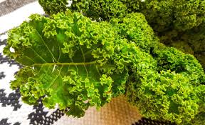 Image result for kadeřávek