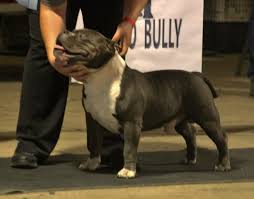 $ pitbull for sale pitbull puppies for sale near me pitbull puppies for free pitbull puppies for adoption we have available a beautiful litter of pitbull puppies. Show Training Handling Kentucky S Finest American Bullies