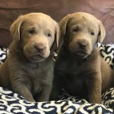 We did not find results for: Lake Oswego Labs Silver And Charcoal Labrador Breeder In Oregon Home Facebook