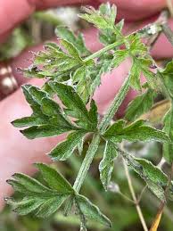 Image result for Helichrysum harveyanum