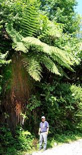 Image result for Cheilanthes quadripinnata