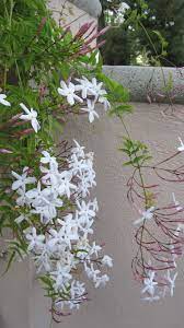 pin by joe ruggiero sr on gardening beautiful flowers photography jasmine flower beautiful flowers wallpapers