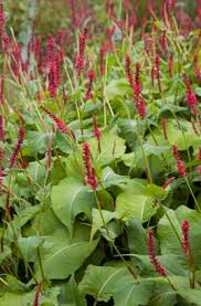 Image result for Persicaria hystricula
