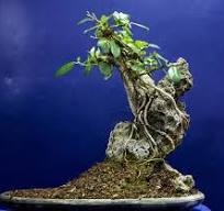 Styling a Ficus - Bonsai Empire