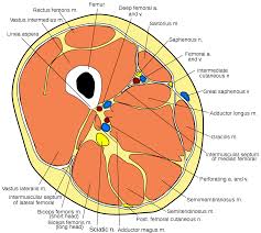 The rectus femoris is located in the center of the thigh, while the vastus medialis is in the middle of the said body part. Posterior Compartment Of Thigh Wikipedia