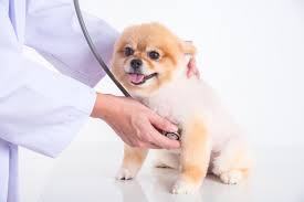 Herzhusten Beim Hund Symptome Behandlung