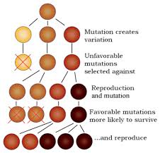 Gene assembly in ciliates 1 ed. Adaptation And Evolution Of Populations Read Earth Science Ck 12 Foundation