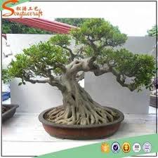Miami tropical bonsai is one of the largest tropical bonsai nursery in the united states, known for having the tree you see is the tree you get. Natural Plastic Artificial Banyan Tree Bonsai Plants With Mini Bonsai Tree Sale
