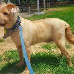 Our members ship pets but under their own company name. International Pet Transport Service Pet Shipping Services